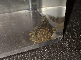New Clown Pleco -Is it healthy?