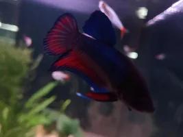 Male or Female Betta?