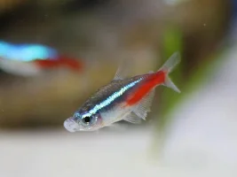 Neon tetra dull color