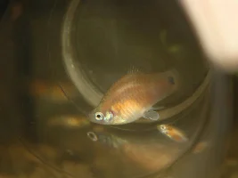 Belize platy...