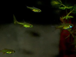 125l Beginner Community Tank Stocking Review/Suggestions