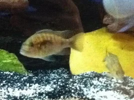 Former Newbie's African Cichlid Experience