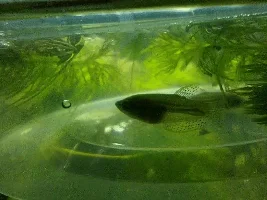 Need help identifying fry