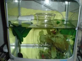 Orange Spawn