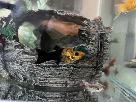 Is my gold dust molly fish pregnant?
