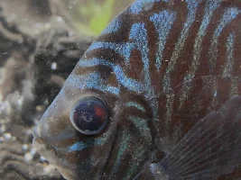 Discus eye concerns.. maybe ??