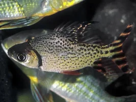 Next tank... 45 gallon... thinking about a stocking list... South American, mid sized Cichlids