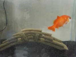 goldfish with no fins