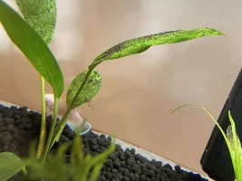 Is my betta going back to a happy color, or is she stressed and changing away from her happy color.