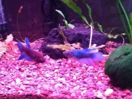 Planted Betta Sorority (Pic Heavy)