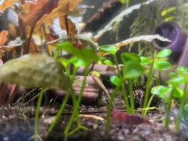 Indostomus identification and video