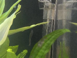 Should I euthanize this Zebra Danio?