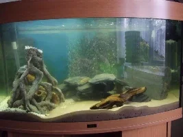 160L Tropical Fish Aquarium,my First One