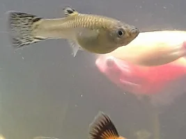 Pregnant fish