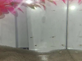 Babies and eggs!!!