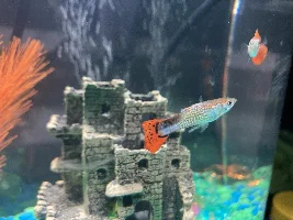Guppy Missing Dorsal Fin