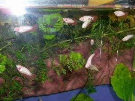My 1st batch red halfmoon babies.