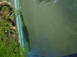 Mystery Fish