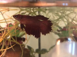 Deworming ill fish - health declining