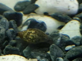 Is this a bladder snail?