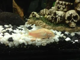 Is My Current To High In My Tank