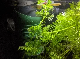 My once terrible tank has settled nicely