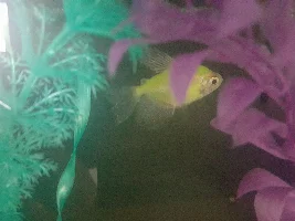 Glofish, Ich or velvet?