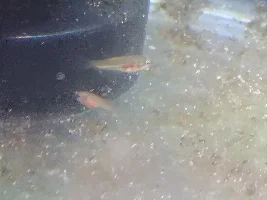 Betta Fry