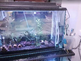 New 45 Gallon, stocking ideas.
