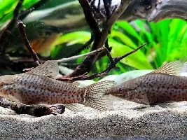 Best catfish