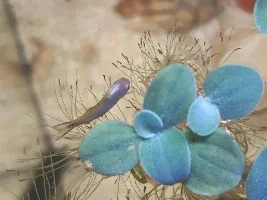 Pseudomugil Furcatus randomly dying