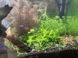 30 gallon office tank