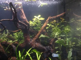 5 Planted Tanks