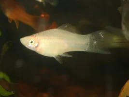 Mr.White