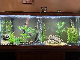 Possible infection in green tiger barb