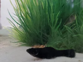Sick Black Molly-Help!!