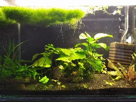 No clean shrimp tank