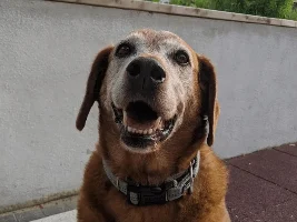Pet pics