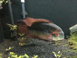 sex of my Chocolate Cichlid