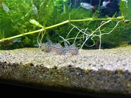 Finally! Pictures of my Blood Fins and Corys.