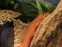 How much to feed bristlenose