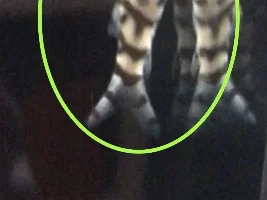 Are my Yo-Yo loaches healthy?