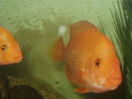 UPDATE on my red devil fry