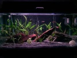 March 2014 - Tank Of The Month Comp Entries