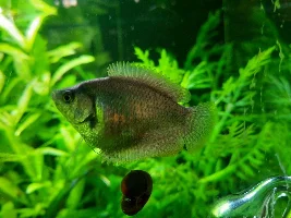 Male dwarf Gourami unhappy with females