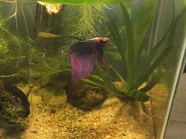 Betta photo shoot