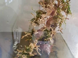 Tank rescape
