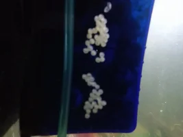 Green cory catfish