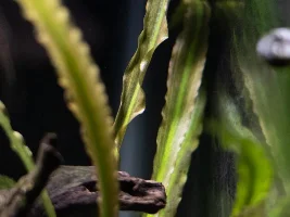 5 Planted Tanks