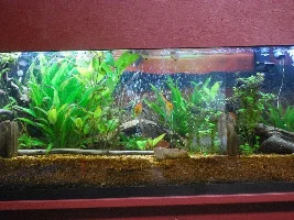 Substrate for planted tank